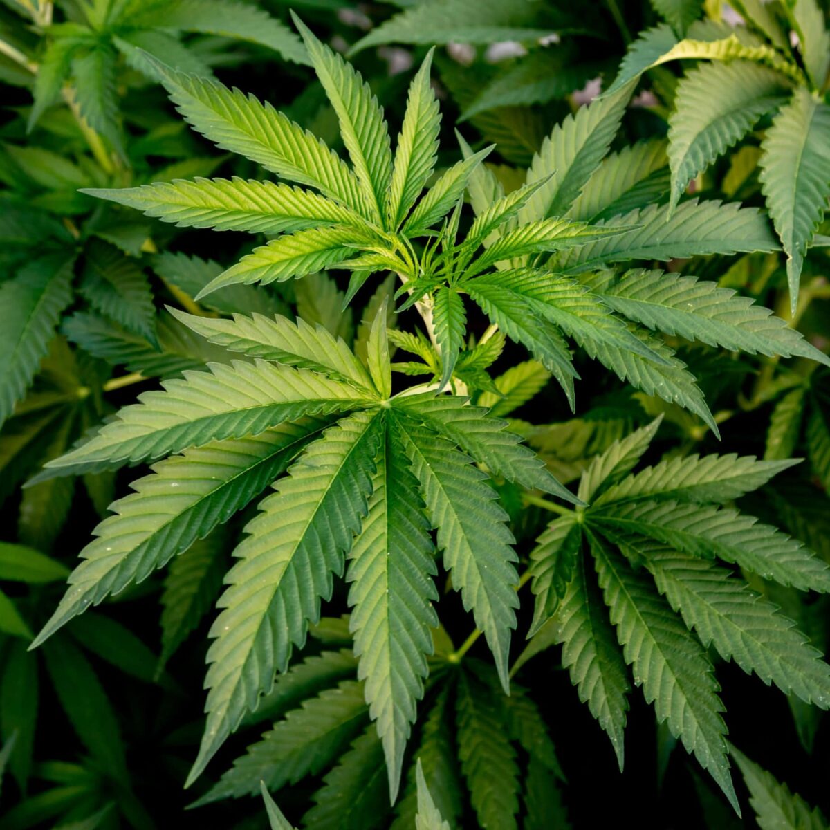 Medical Cannabis