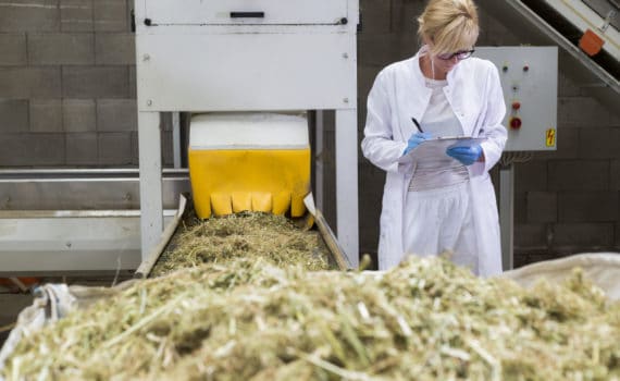 Cannabis GMP