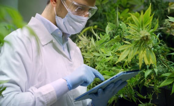 michigan cultivation license