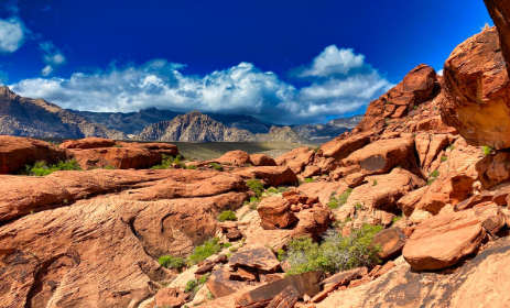 Nevada Cultivation License and Marijuana Laws