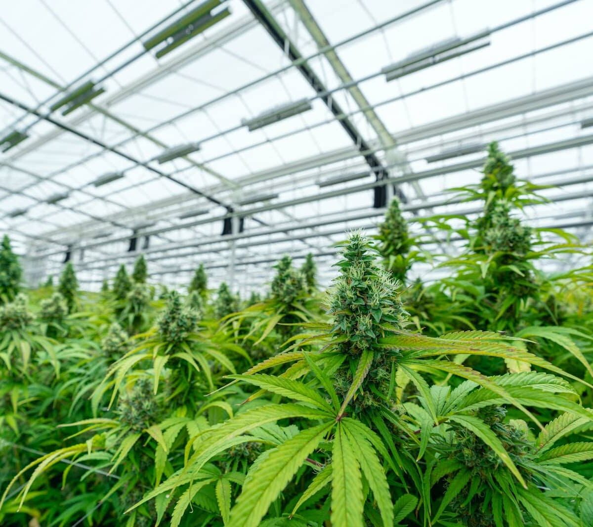 cannabis product manufacturing