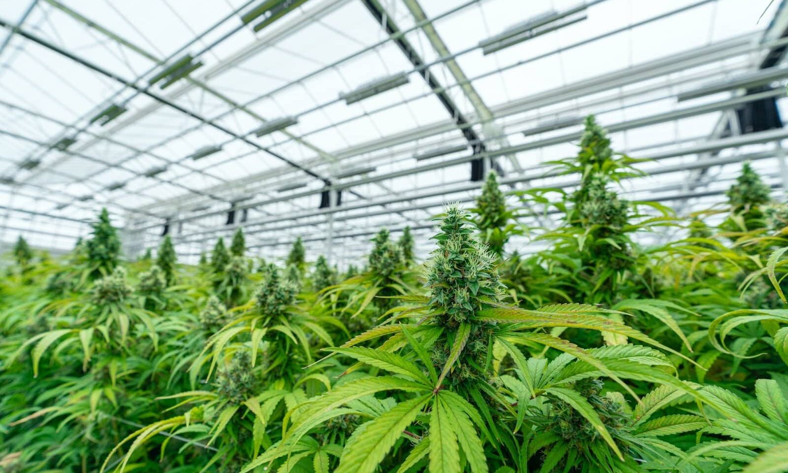 cannabis product manufacturing