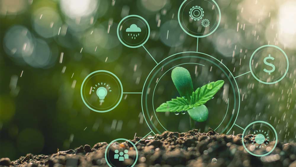 Cannabis Data Analytics