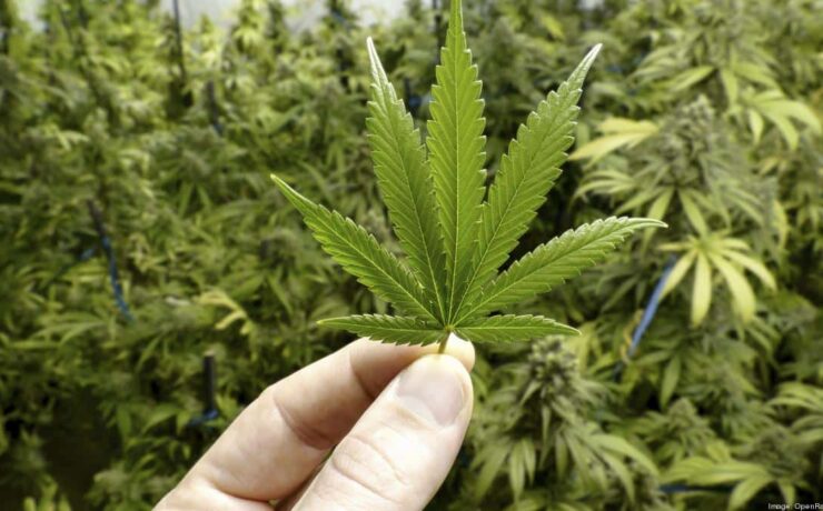 Cannabis Consulting Firms