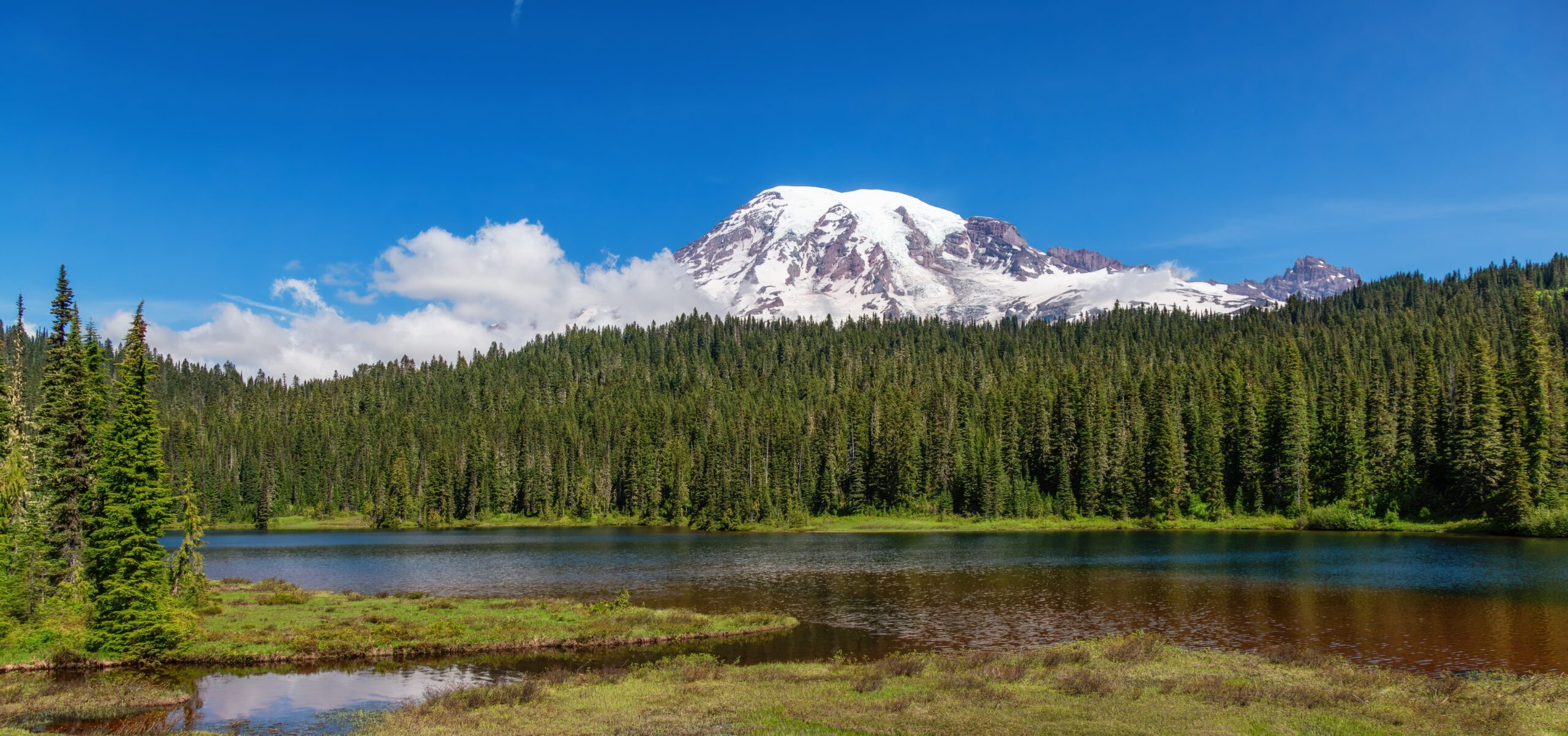 Washington Seed To Sale