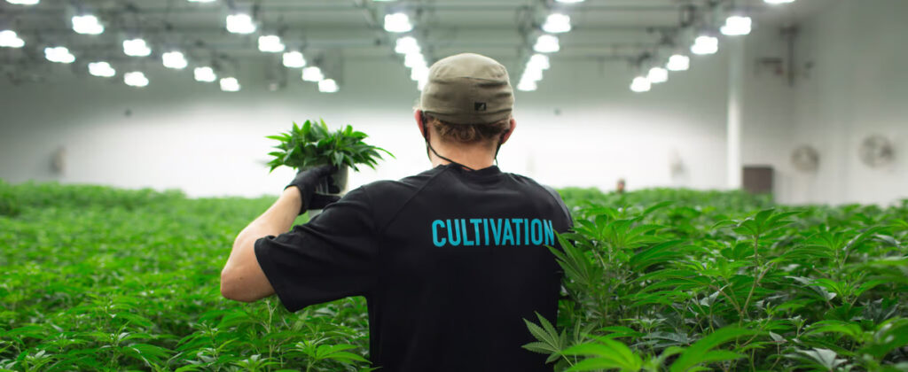 Revolution Cannabis